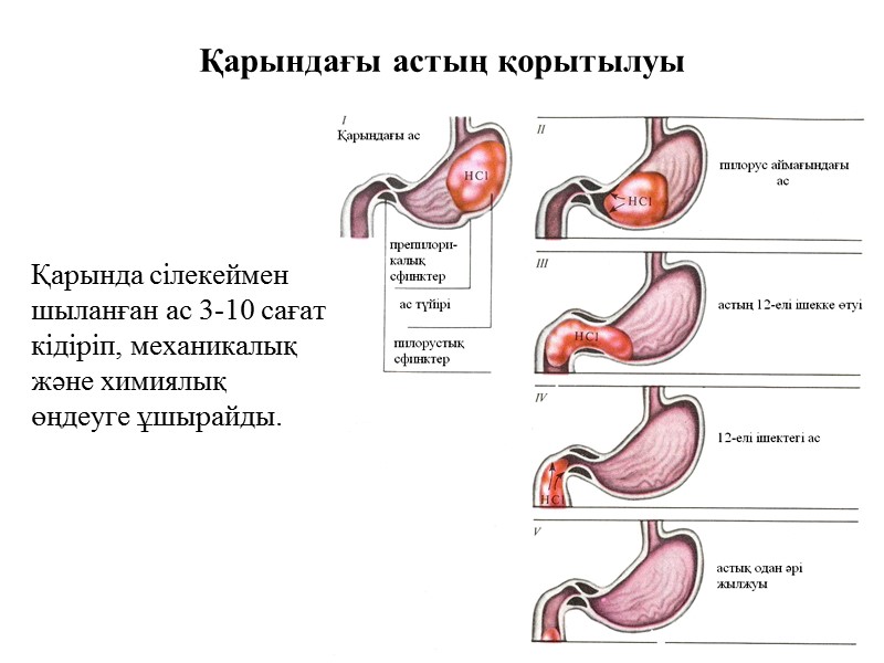 Қарындағы астың қорытылуы Қарында сілекеймен шыланған ас 3-10 сағат кідіріп, механикалық және химиялық өңдеуге